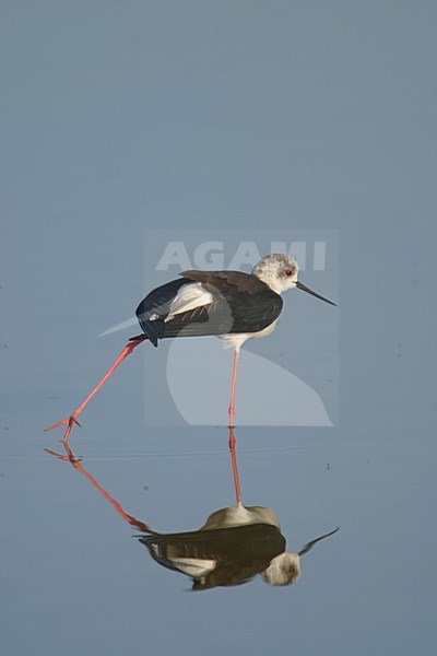 Steltkluut  lopend in water; Black-winged Stilt walking in water stock-image by Agami/Bill Baston,