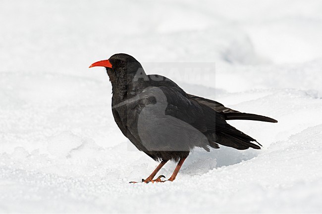 Alpenkraai in de sneeuw; Red-billed Chough in the snow stock-image by Agami/Markus Varesvuo,