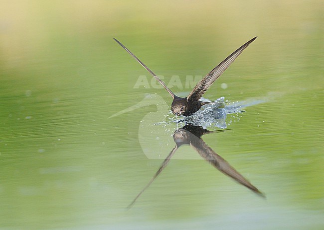 Drinking and foraging adult Common Swift (Apus apus) on a very hot weather summer day, skimming water surface by flying fast and very low with its bill wide open. Surface of the water is very smooth and calm and creating a reflection and mirror image of the bird. touching and splitting the water gives a trail of splashes and droplets stock-image by Agami/Ran Schols,