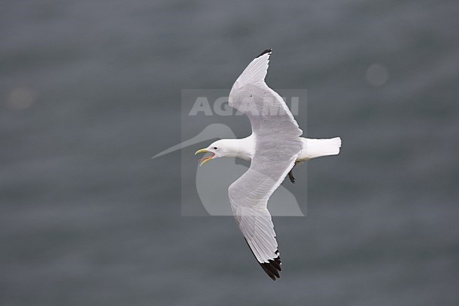 Drieteenmeeuw in vlucht, Black-legged Kitiwake in flight stock-image by Agami/Chris van Rijswijk,