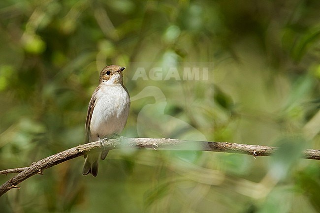 Semicollared Flycatcher (Ficedula semitorquata) perched in Oman stock-image by Agami/Ralph Martin,