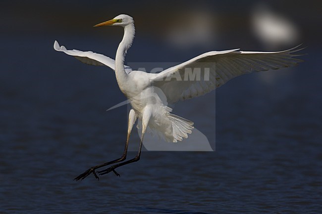 Grote Zilverreiger opvliegend , Great Egret setting off stock-image by Agami/Daniele Occhiato,