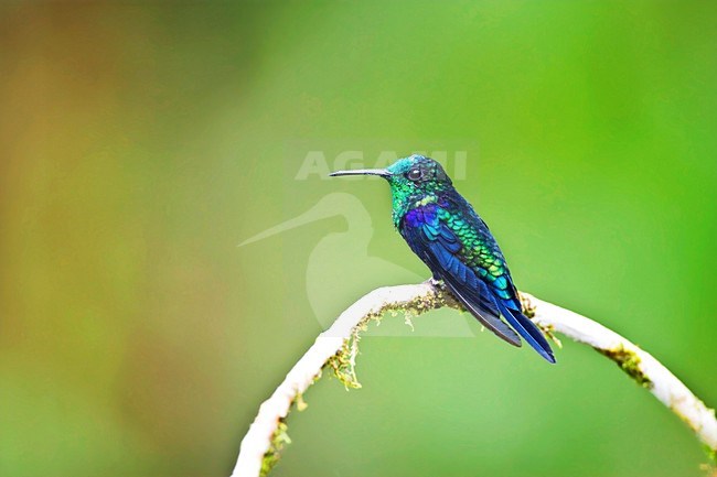 Groenkroonbosnimf, Green-crowned Woodnymph, Thalurania fannyae stock-image by Agami/Marc Guyt,