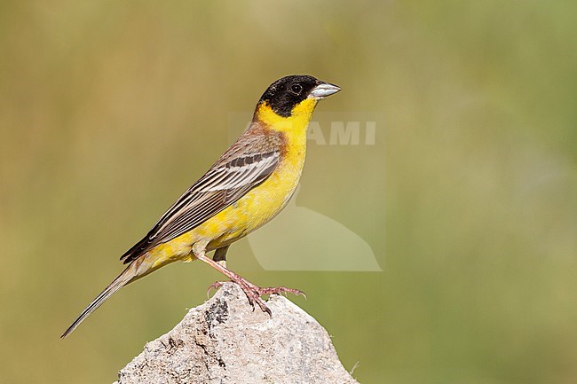 Black-headed Bunting - Kappenammer - Emberiza melanocephala, Cyprus, adult male stock-image by Agami/Ralph Martin,