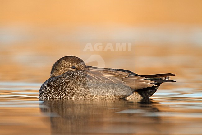 krakeend rustend; Gadwall resting; Schnatterente; Anas strepera stock-image by Agami/Walter Soestbergen,