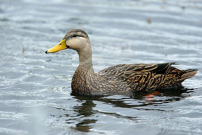 Adult male
Brevard Co., FL
February 2006 stock-image by Agami/Brian E Small,