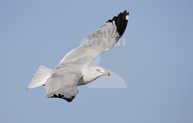 Ring-billed Gull (Larus delawarensis) in flight stock-image by Agami/Mike Danzenbaker,