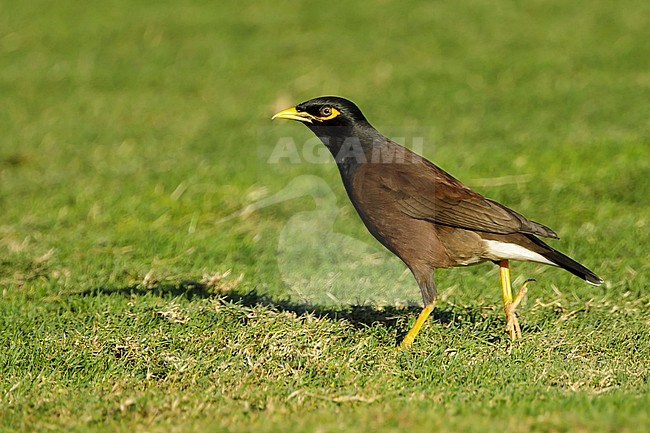 Adult Common Myna (Acridotheres tristis) walking on a golf course in Mauna Kea, Hawai. stock-image by Agami/Brian E Small,