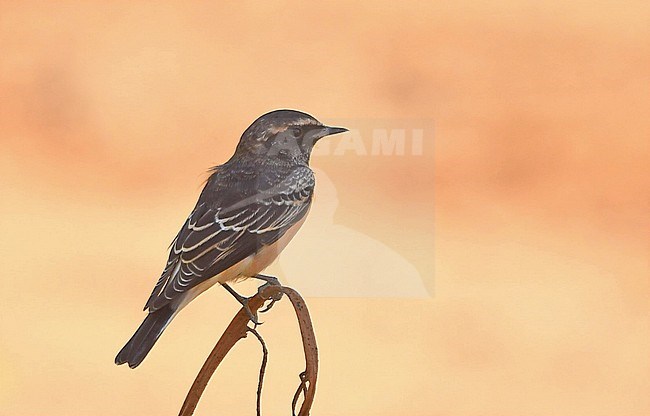 Oenanthe cypriaca, Cyprus Wheatear stock-image by Agami/Eduard Sangster,