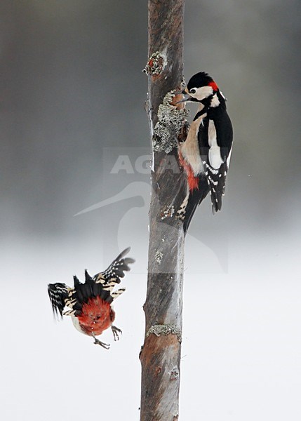 Great Spotted Woodpecker (Dendrocopus major)Kuhmo Finland February 2008 stock-image by Agami/Markus Varesvuo,