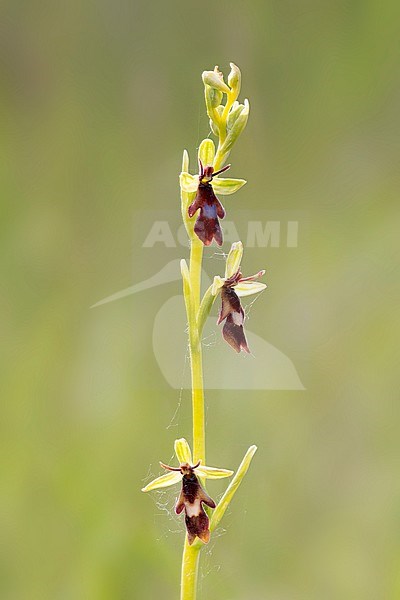 Fly orchid; Ophrys insectifera stock-image by Agami/Theo Douma,