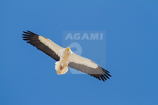 Egyptian Vulture - Schmutzgeier - Neophron percnopterus ssp. percnopterus, Oman, adult stock-image by Agami/Ralph Martin,