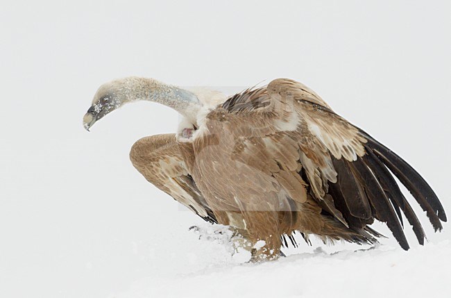 Vale Gier in de sneeuw; Griffon Vulture in snow stock-image by Agami/Markus Varesvuo,