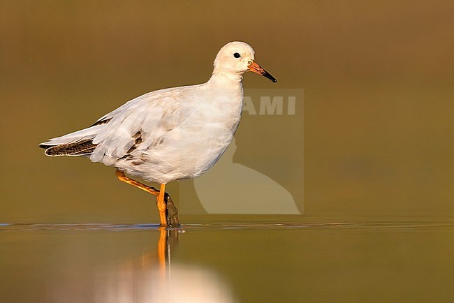 Ruff (Philomachus pugnax) in Italy. stock-image by Agami/Daniele Occhiato,