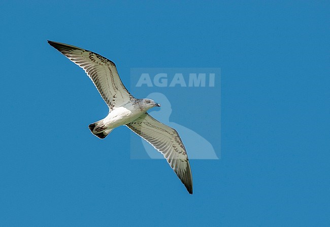 First-winter Great Black-headed Gull (Ichthyaetus ichthyaetus), also known as Pallas’s Gull, in flight in Kazakhstan. stock-image by Agami/Arend Wassink,