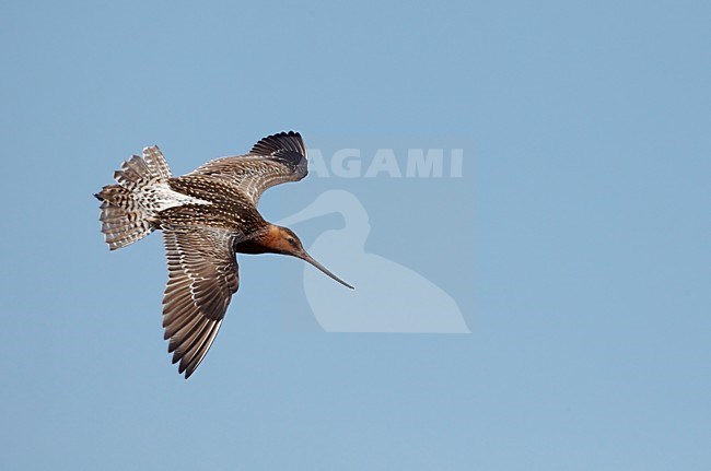 Volwassen zomerkleed Rosse Grutto in de vlucht; Adult summer Bar-tailed Godwit in flight stock-image by Agami/Markus Varesvuo,