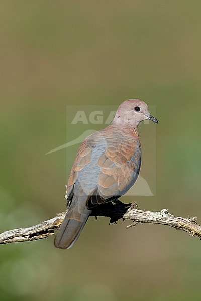 Volwassen Palmtortel; Adult Laughing Dove stock-image by Agami/Walter Soestbergen,