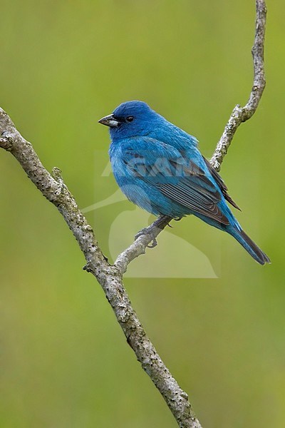 Adult spring male Indigo Bunting, Passerina cyanea, in summer plumage perched. stock-image by Agami/Glenn Bartley,