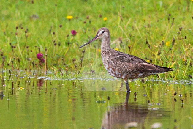 Rode Grutto, Hudsonian Godwit stock-image by Agami/David Monticelli,