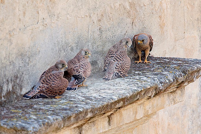 Lesser Kestrel, chicks, immature, Matera, Basilicata, Italy stock-image by Agami/Saverio Gatto,