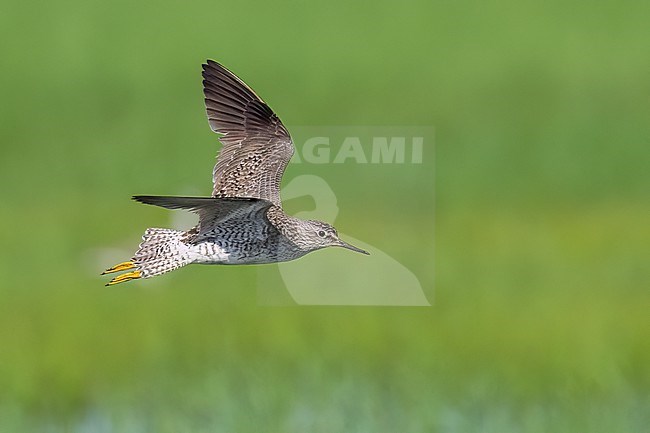 Adult in transition to breeding
Galveston Co., TX
April 2023 stock-image by Agami/Brian E Small,