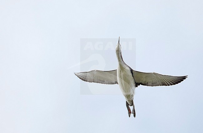 Red-throated Diver immature in migration (Gavia stellata) Estonia September 2010 stock-image by Agami/Markus Varesvuo,