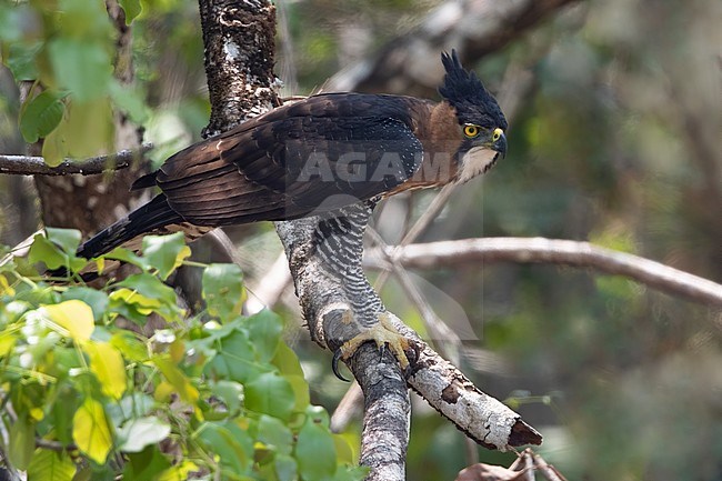 Ornate Hawk-Eagle (Spizaetus ornatus) perched on a branch in a rainforest in Guatemala. stock-image by Agami/Dubi Shapiro,