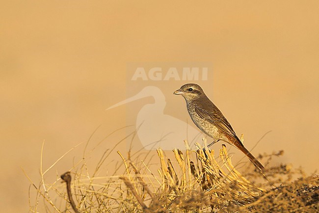 Turkestan Shrike - Turkestanwürger - Lanius phoenicuroides, Oman, juvenile stock-image by Agami/Ralph Martin,