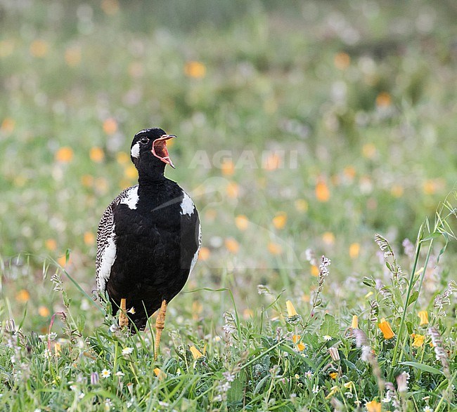 Male Southern Black Korhaan (Afrotis afra) in South Africa. Displaying adult. stock-image by Agami/Pete Morris,