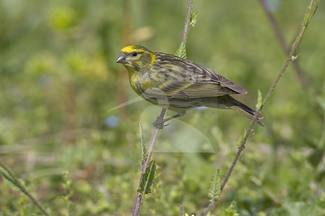 European Serin perched on a branch; Europese Kanarie zittend op een tak stock-image by Agami/Daniele Occhiato,