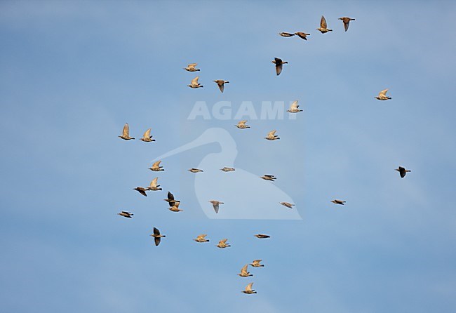 Jonge Spreeuw, Common Starling immature stock-image by Agami/Markus Varesvuo,