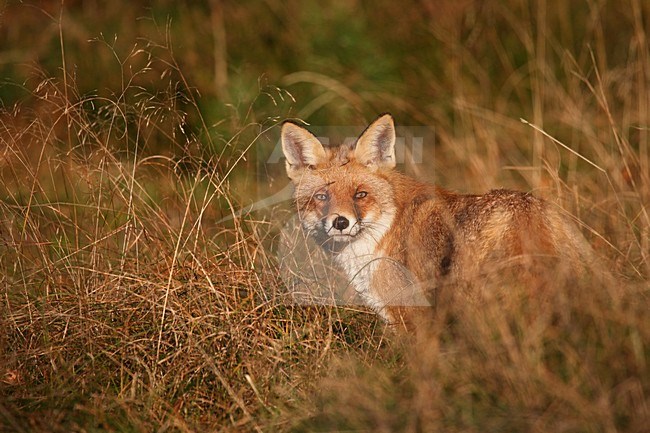 Vos in gras; Red fox in gras stock-image by Agami/Kristin Wilmers,