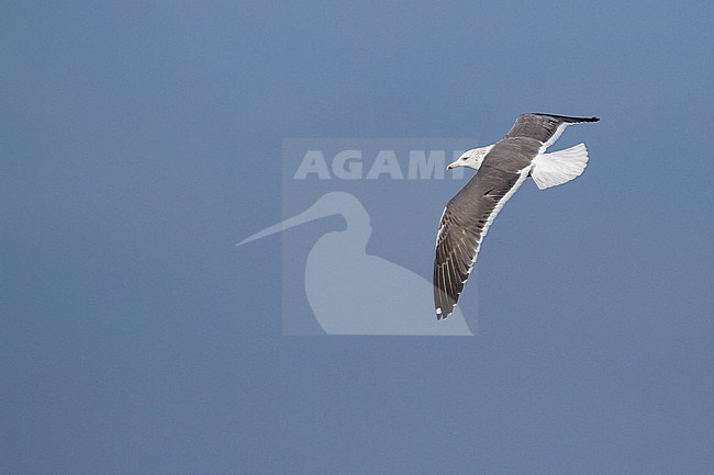 Heuglins Meeuw, Heuglin's Gull, Larus heuglini, Oman, 3rd W stock-image by Agami/Ralph Martin,