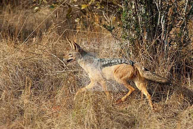 Zadeljakhals, Black-backed jackal stock-image by Agami/Roy de Haas,
