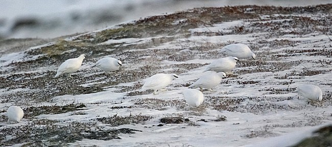 Alpensneeuwhoen in de sneeuw; Rock Ptarmigan in the snow stock-image by Agami/Markus Varesvuo,