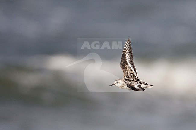 Drieteenstrandloper, Sanderling, Calidris alba stock-image by Agami/Arie Ouwerkerk,