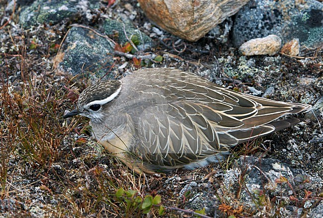 Broedende Morinelplevier, Eurasian Dotterel breeding stock-image by Agami/Markus Varesvuo,