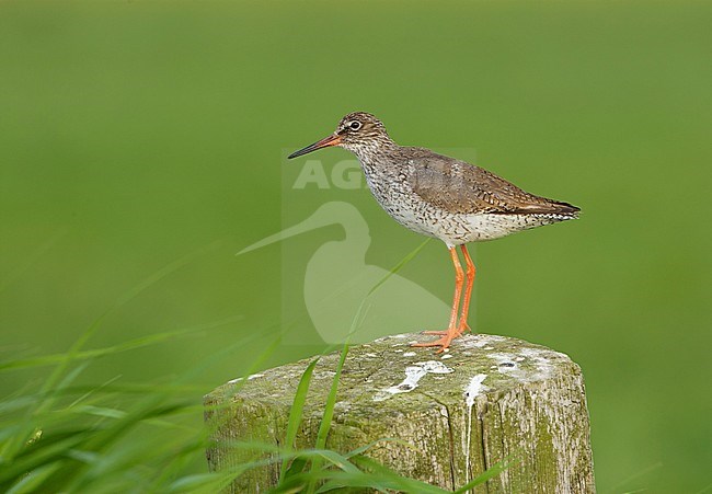 Tureluur zittend op een paal in een weiland; Common Redshank perched on a fench pole stock-image by Agami/Arie Ouwerkerk,