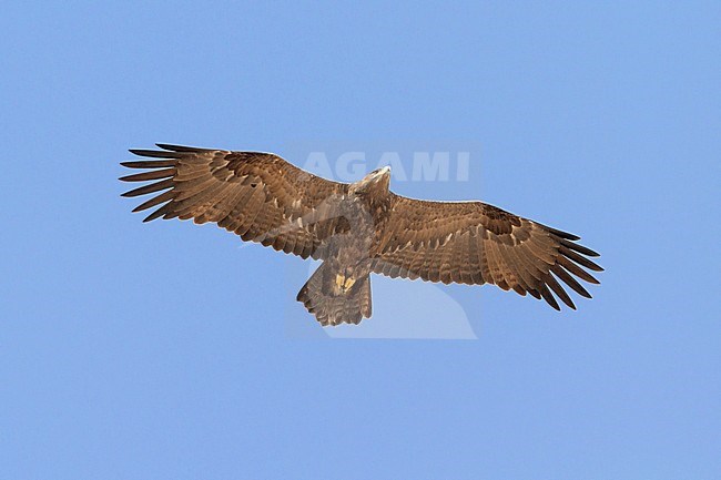 Steppe Eagle (Aquila nipalensis orientalis), bottom view of immature in flight stock-image by Agami/Saverio Gatto,