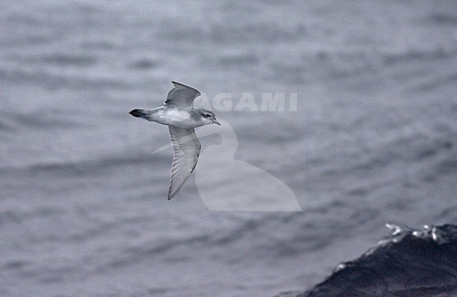 Antarctic Prion flying over the sea; Antarctische Prion, Pachyptila desolata vliegend boven zee stock-image by Agami/Marc Guyt,
