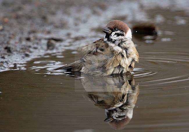 Badderende Ringmus; Bathing Eurasian Tree Sparrow stock-image by Agami/Markus Varesvuo,