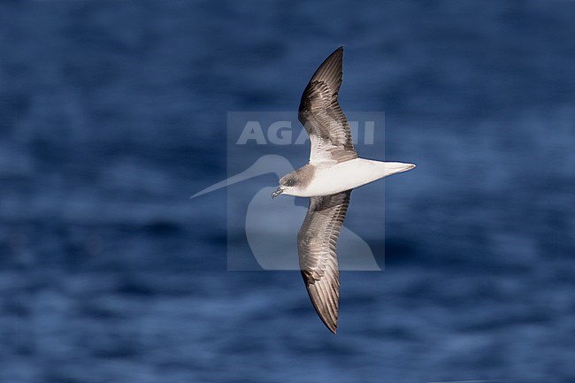 Adult Zino's Petrel or freira (Pterodroma madeira) off Madeira. Flying above the Atlantic ocean. Seen from the side, showing under wing pattern. stock-image by Agami/Josh Jones,