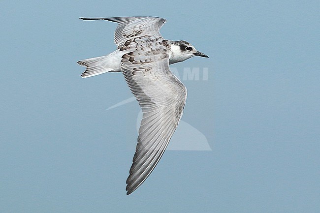 Whiskered Tern (Chlidonias hybrida), juvenile in flight, seen from the side, showing upperwings. stock-image by Agami/Fred Visscher,