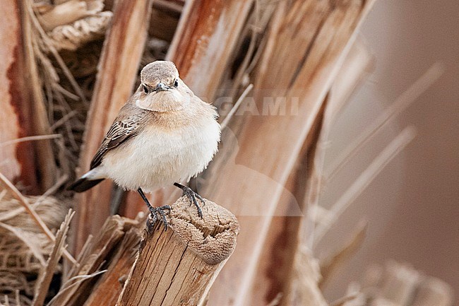 Female Eastern Black-eared Wheatear (Oenanthe melanoleuca) during spring migration in Eilat, Israel. stock-image by Agami/Marc Guyt,