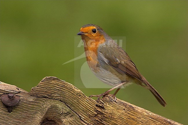 Adult European Robin (Erithacus rubecula) standing alert on a old fench. stock-image by Agami/Danny Green,