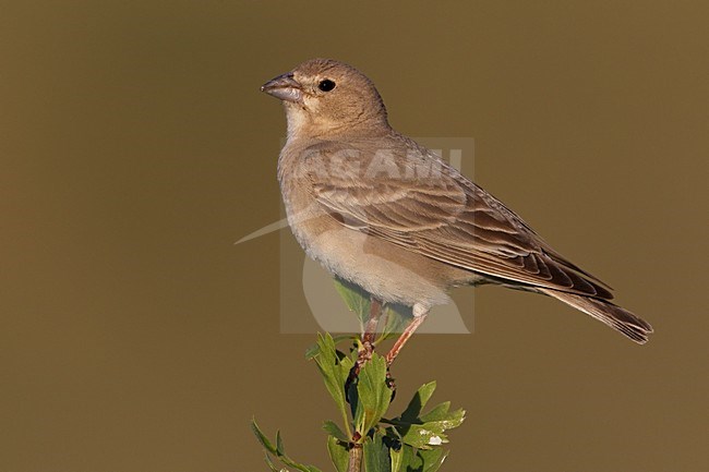 Bleke Rotsmus zingend; Pale Rock Sparrow singing stock-image by Agami/Daniele Occhiato,