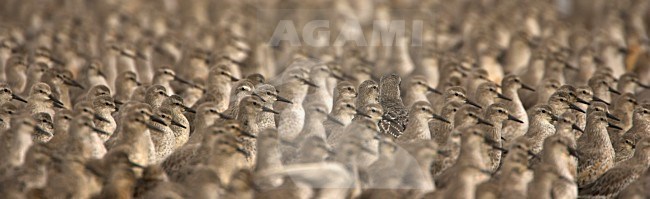 Kanoeten  op hoogwatervluctplaats; Knot  roost at high tide stock-image by Agami/Danny Green,