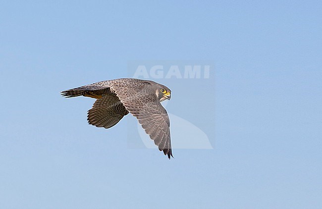 Slechtvalk in vlucht, Peregrine Falcon in flight stock-image by Agami/Wil Leurs,