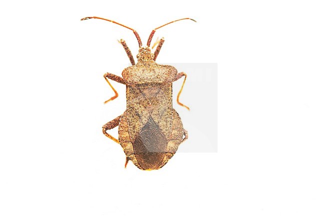 Dock Bug, Coreus marginatus stock-image by Agami/Wil Leurs,