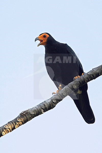 Black Caracara (Daptrius ater) perched in a tree. stock-image by Agami/Dubi Shapiro,